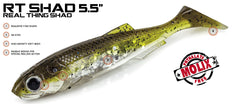 Molix RT Shad 7"
