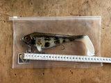 Ulm Lures Snackbite Kleur 2